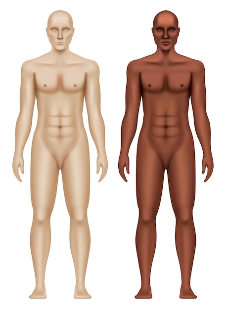 Illustrazione vettoriale realistica del corpo anatomico di un uomo bianco e nero isolato su uno sfondo bianco