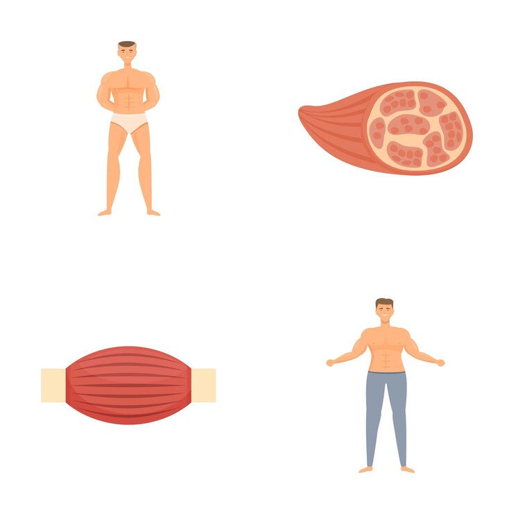 Vettore illustrazioni dell'anatomia umana e della struttura muscolare