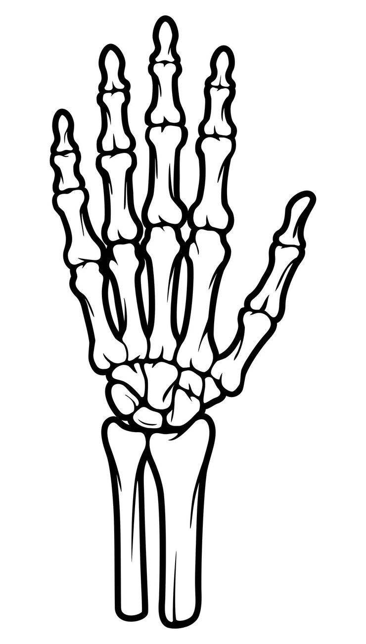 Vettore illustrazioni della mano dell'osso dello scheletro