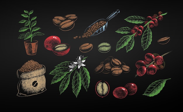 Illustrazioni in gesso di chicchi e foglie di caffè