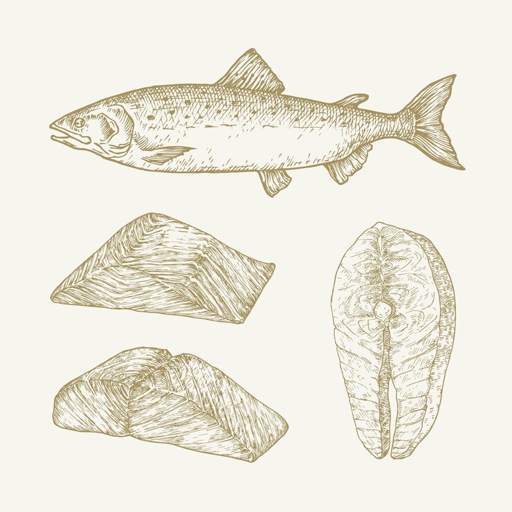 Illustrazioni vettoriali di scarabocchio disegnate a mano di salmone atlantico Set di filetti di pesce astratti e schizzi di bistecca Disegni di stile di incisione isolati