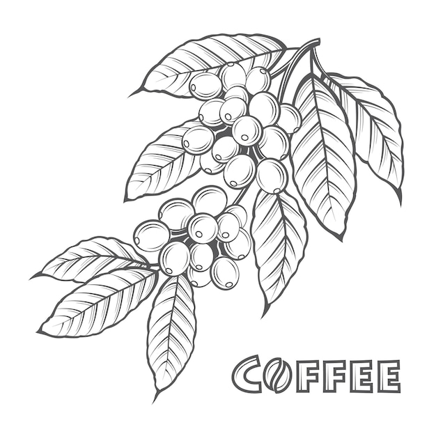 immagine del ramo di caffè