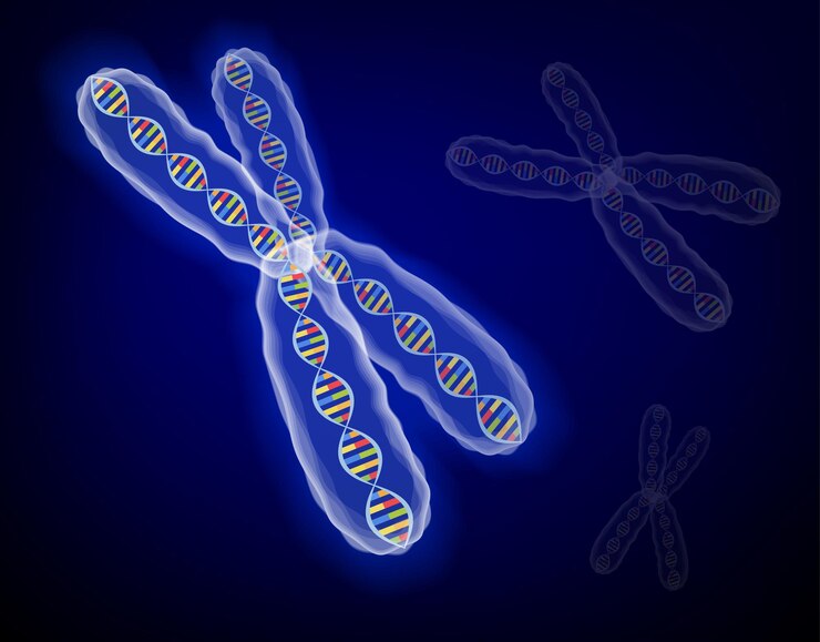 Vettore immagine della struttura 3d molti concetti genetici cromosoma x con molecole di dna