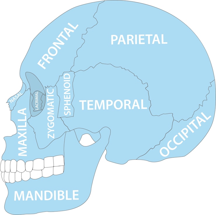 Vettore immagine di vettore di anatomia delle ossa del cranio umano