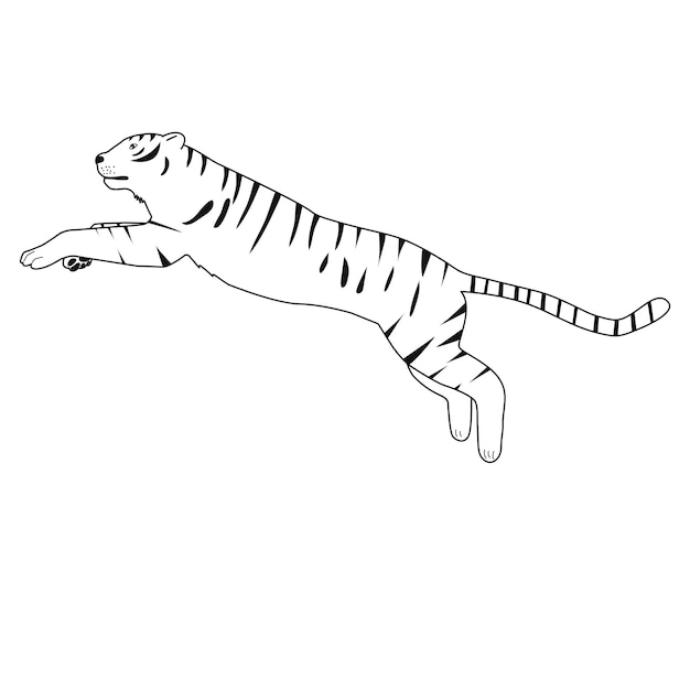Immagine in bianco e nero di una tigre in esecuzione Sfondo bianco vettore