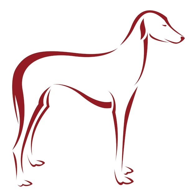 Immagine vettoriale di un cane (azawakh) su sfondo bianco