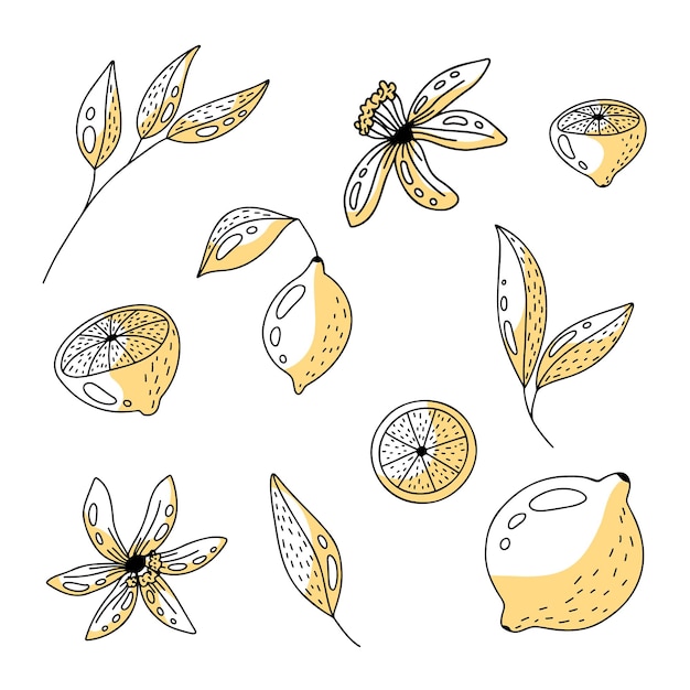 Immagini vettoriali set di diversi limoni disegnati a mano foglie e fiori di limone