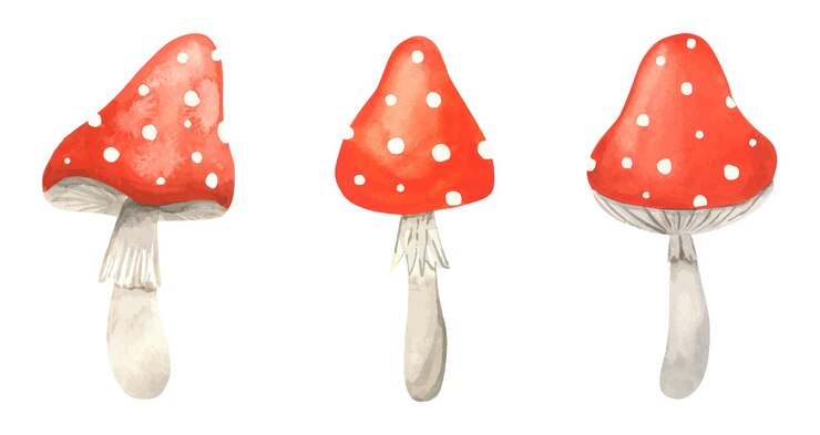 Impostare l'acquerello Fly agarico fungo veleno funghi amanita muscaria. Agarico di mosca rosso con macchie bianche