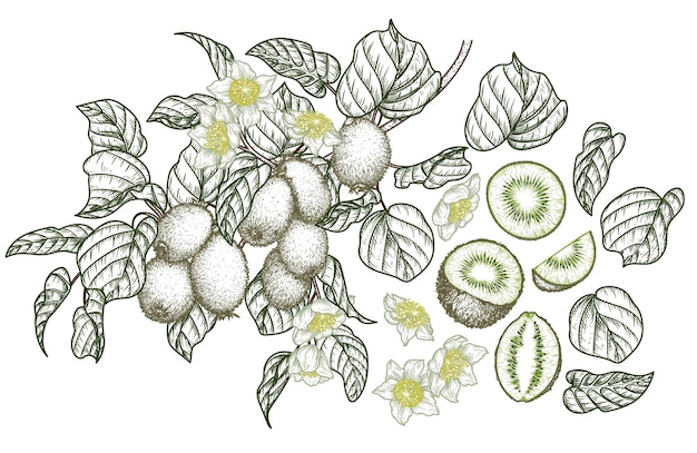 impostato con un ramo con frutti di kiwi una fetta un pezzo metà di un frutto elementi di colore lineari