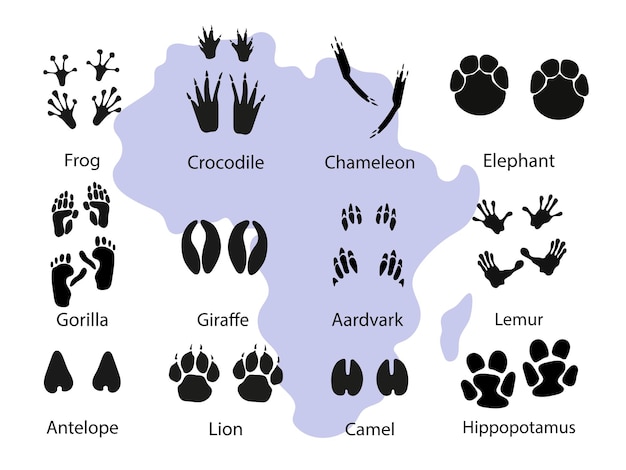 Impronte delle zampe di animali africani Impronte di zampe di diversi animali selvatici illustrazione nera su bianco Gorilla e