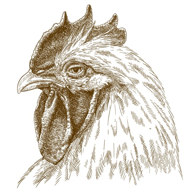 Incisione del disegno antico della testa del gallo