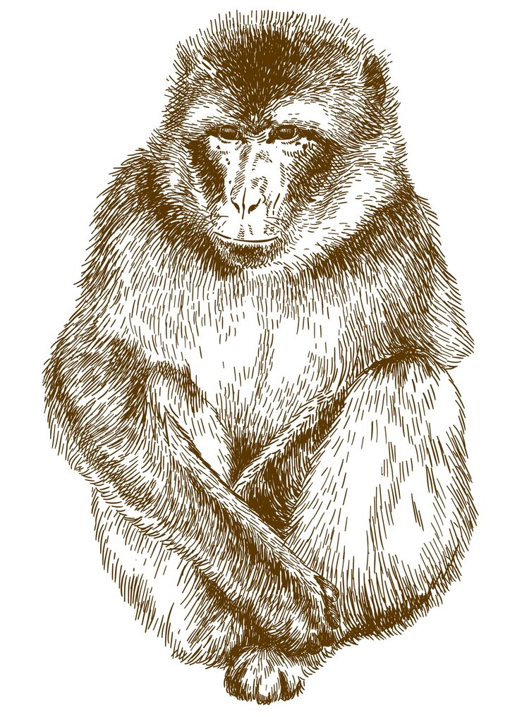 Vettore incisione vettoriale disegno illustrazione del macaco rhesus macaca mulatta isolato su white