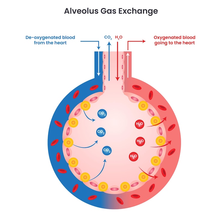 Vettore infografica del diagramma di illustrazione del vettore di scambio di gas alveolo