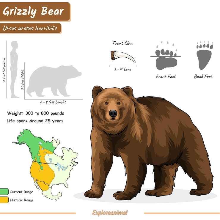 Vettore infografica di un orso grizzly