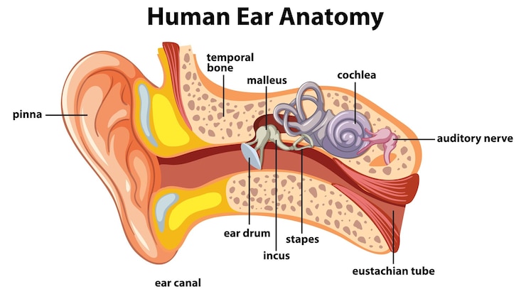 Vettore infografica educativa sull'anatomia dell'orecchio umano