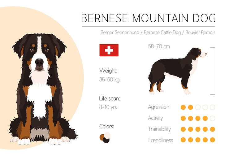 Vettore infografica sul cane modello di disegno vettoriale caratteristiche della razza cane da montagna bernese