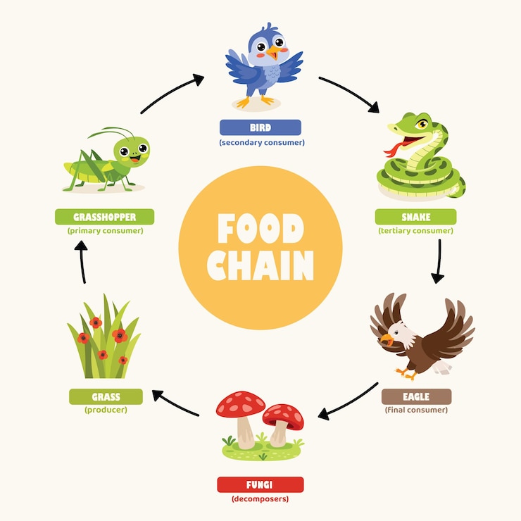 Vettore infografiche della catena alimentare