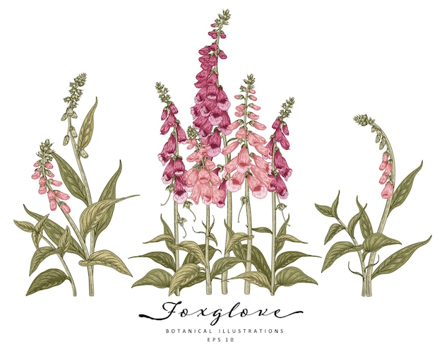 Insieme decorativo del fiore di Foxglove isolato su bianco