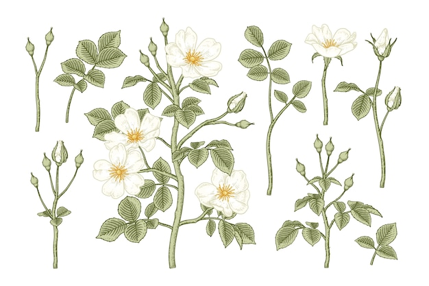 Insieme decorativo del fiore di rosa canina isolato su bianco