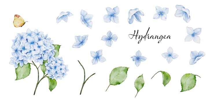 Insieme degli elementi del fiore e della foglia del mazzo dell'ortensia blu dell'acquerello e della pittura dell'acquerello della farfalla Vettore isolato su fondo bianco