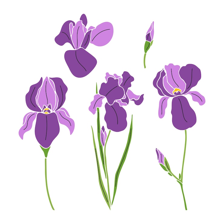 Vettore insieme dei fiori dell'iride isolati su priorità bassa bianca. illustrazione vettoriale disegnata a mano