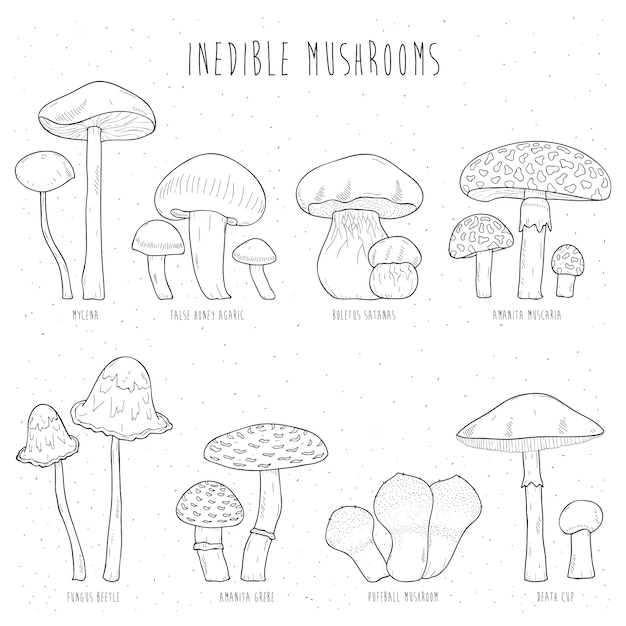 Insieme dei funghi non commestibili con i titoli su fondo bianco. Collezione di illustrazione disegnata a mano