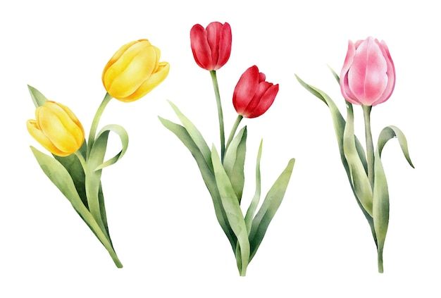 Insieme dei tulipani dell'acquerello con foglia verde Illustrazione disegnata a mano dell'acquerello