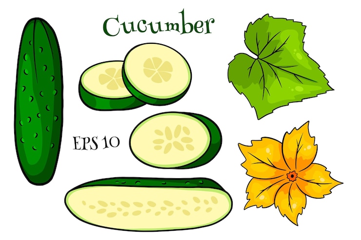 Vettore insieme del cetriolo. cetrioli freschi, spicchi, mezzo cetriolo, fiori e foglie. in stile cartone animato. illustrazione vettoriale per design e decorazione.