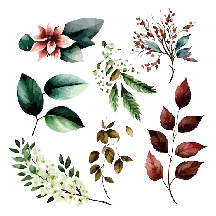 Vettore insieme del fondo bianco del fiore e della foglia dell'acquerello