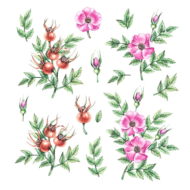 Insieme dell'acquerello del ramo di rosa canina con fiori e bacche