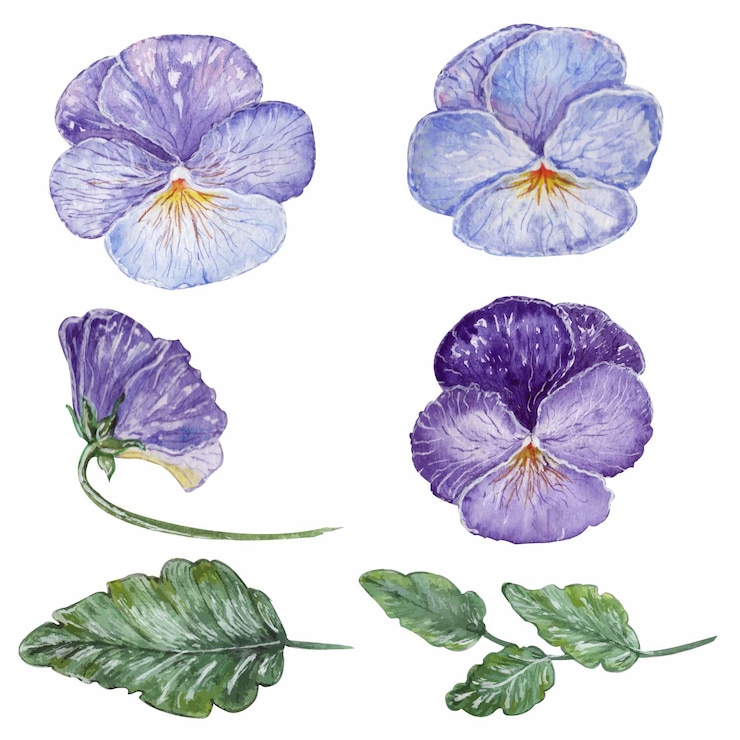 Vettore insieme dell'acquerello di viole del pensiero