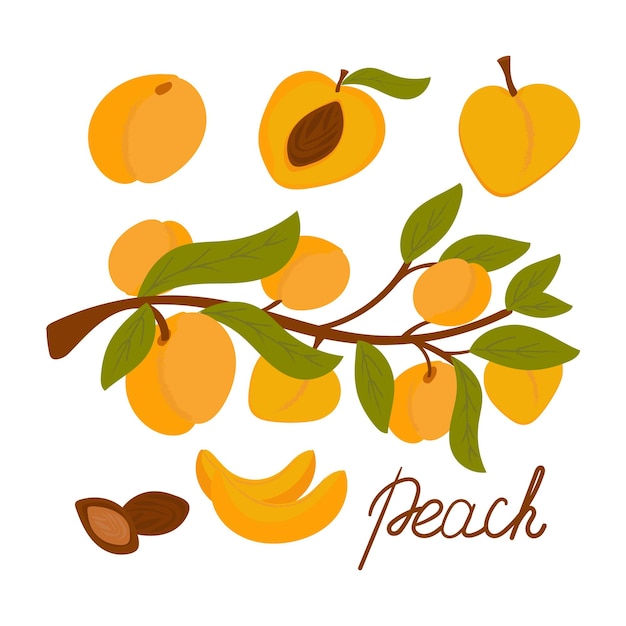 Insieme dell'albicocca. albicocche mature del fumetto con foglie, metà e fette di frutta, illustrazione vettoriale. Lettere. ClipArt isolato su sfondo bianco. Illustrazione vettoriale, disegnata a mano