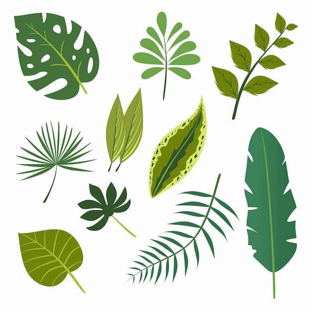 Insieme dell'elemento di design piatto delle foglie verdi della foresta