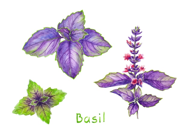 Insieme dell'erba aromatica dei ramoscelli di basiles viola e verde dell'acquerello per cucinare
