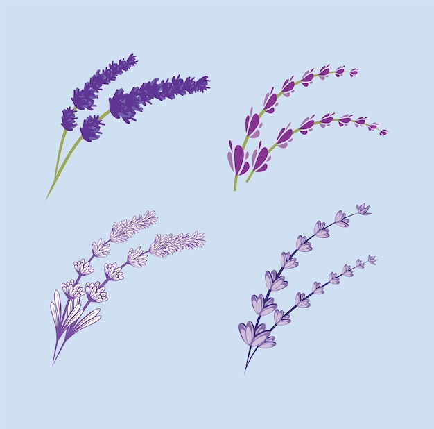 Insieme dell'illustrazione di disegno del fiore di lavanda