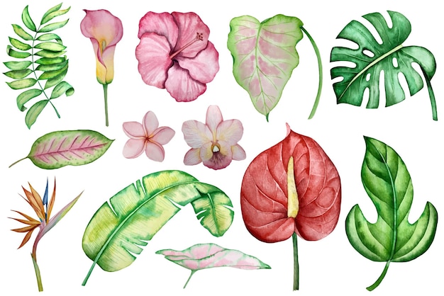 Insieme dell'illustrazione di vettore dell'acquerello di foglie e fiori tropicali