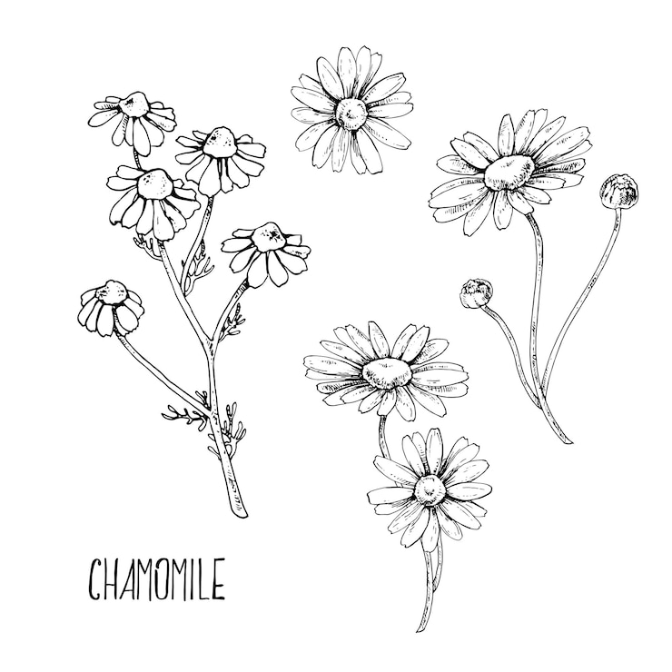 Vettore insieme dell'illustrazione di vettore disegnato a mano della camomilla. immagine monocromatica isolata di fiori per il design, l'imballaggio