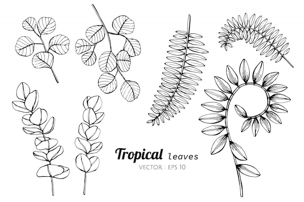 Insieme della raccolta delle foglie tropicali che disegnano illustrazione.