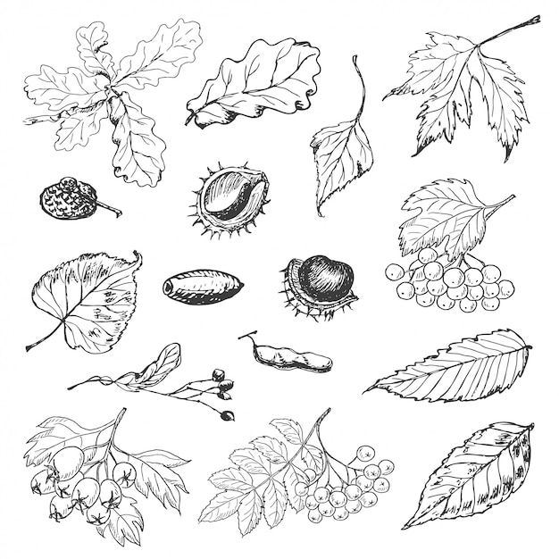 Insieme delle foglie di autunno isolate, semi