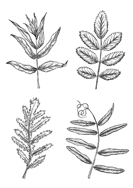 Insieme delle foglie disegnate a mano di schizzo nel vettore