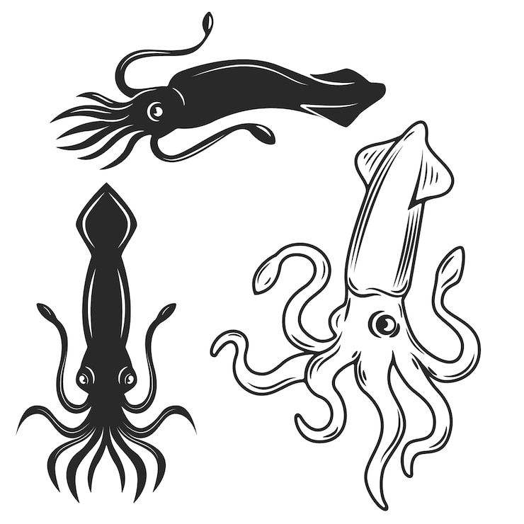 Vettore insieme delle illustrazioni del calamaro su fondo bianco. elementi per, etichetta, emblema, segno, marchio.
