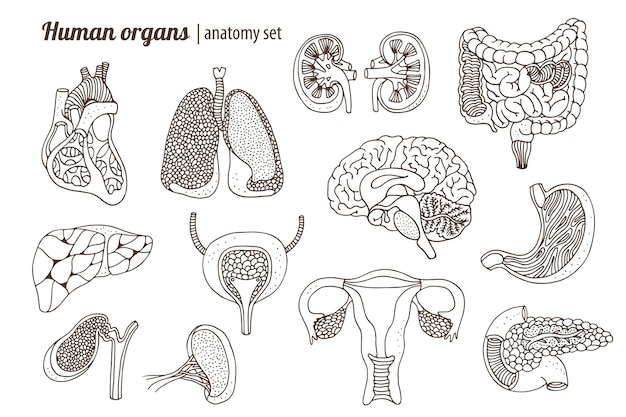 Insieme di anatomia degli organi umani