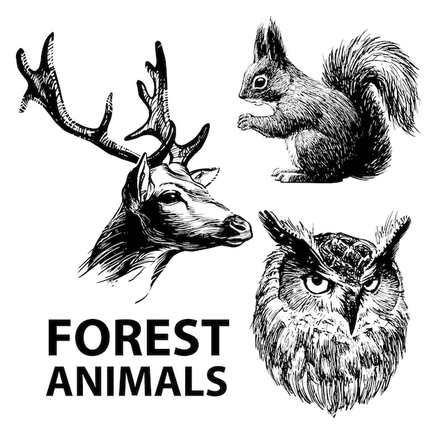Insieme di animali della foresta disegnati a inchiostro. Cervo, scoiattolo e gufo.
