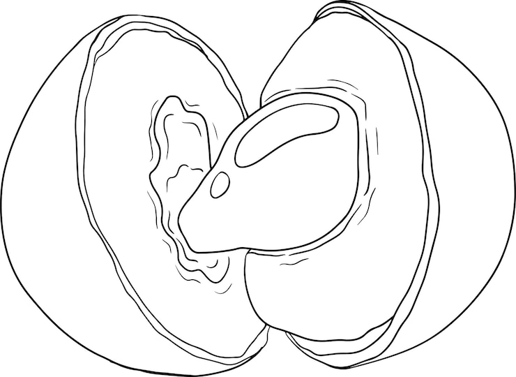 Vettore insieme di disegni a mano del vettore longan illustrazione di frutta tropicale linea dimocarpus longan frutto