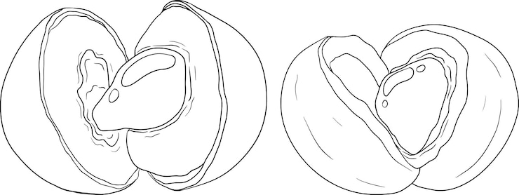 Vettore insieme di disegni a mano del vettore longan illustrazione di frutta tropicale linea dimocarpus longan frutto