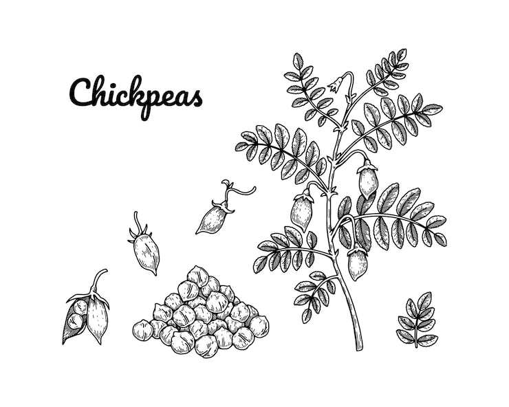 Vettore insieme di elementi di design di ceci collezione botanica disegnata a mano illustrazione vettoriale in stile schizzo
