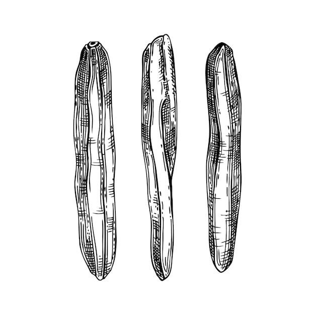 Insieme di schizzi di banane essiccate disegnati a mano. Frutti di banana disidratati vintage in stile inciso. Delizioso dessert di frutta sana. Illustrazioni realistiche di dolci orientali.