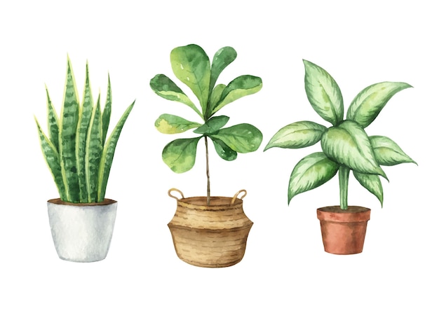 Insieme di vettore dell'acquerello con piante domestiche in vasi di ceramica