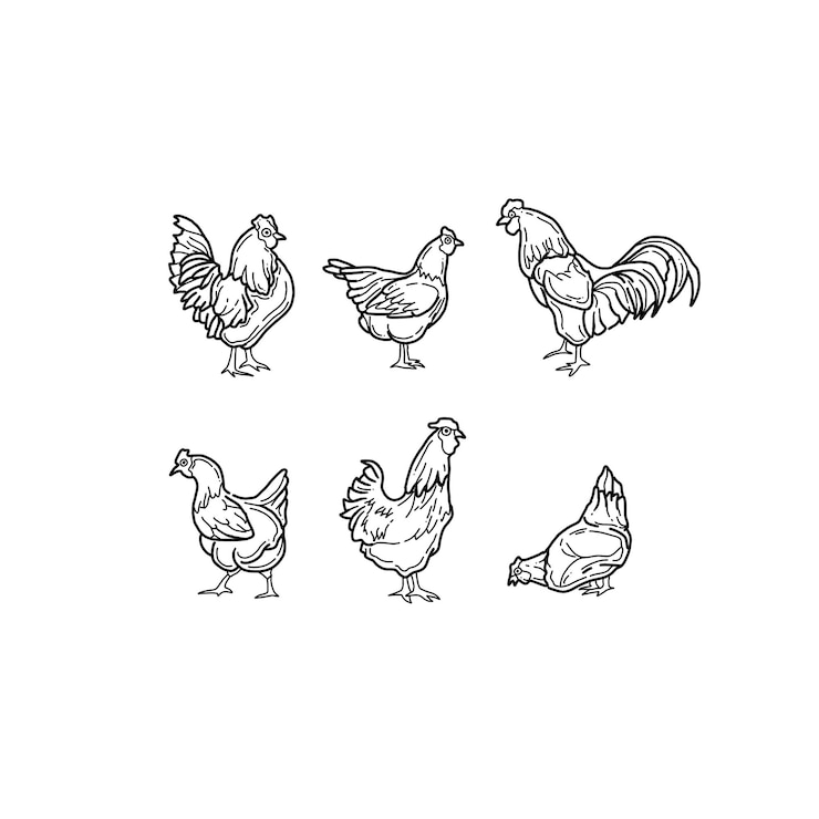 Vettore insieme di vettore delle illustrazioni di scarabocchio disegnato a mano del pollo