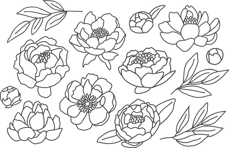 Insieme di vettore delle peonie Fascio disegnato a mano
